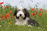 BEARDED COLLIE 008